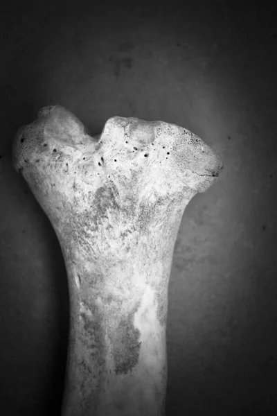 Black White Shot Bone Pig Vignetting Added — Stock Photo, Image