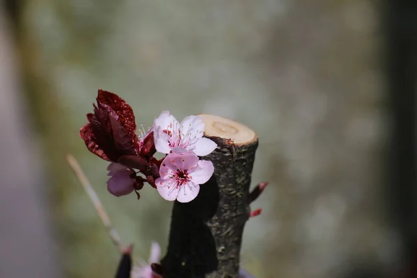 벚꽃의 분홍빛 Prunus Cerasifera — 스톡 사진