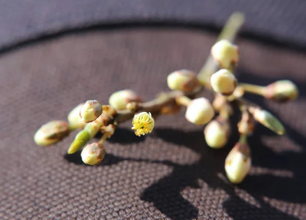 Buds Blackthorn Prunus Spinosa Dark Textile Underground Bourgeon Été Ouvert — Photo