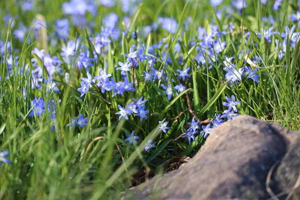 Dense population of Scilla bifolia, the alpine squill.