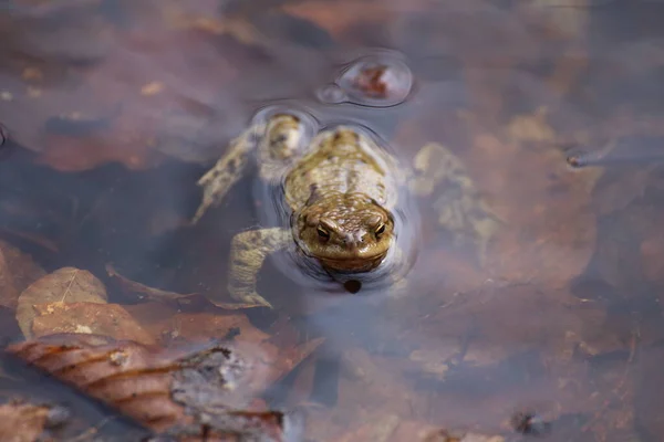 Ropucha Bufo Bufo Vodě — Stock fotografie