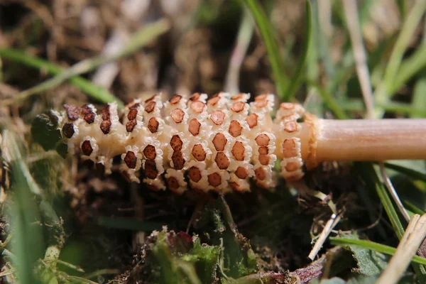 Fruchtbarer Austrieb Des Ackerschachtelhalms Equisetum Arvense — Stockfoto