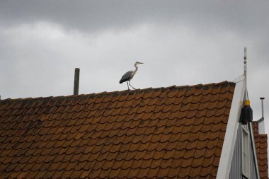 Volendam - Kuzey Hollanda 'da küçük bir kasaba.