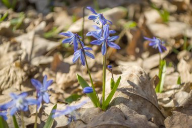 Erken bahar çiçekleri - ormanda mavi scilla. İlkbahar konsepti.