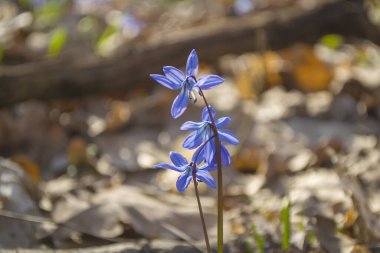 Erken bahar çiçekleri - ormanda mavi scilla. İlkbahar konsepti.