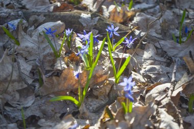 Erken bahar çiçekleri - ormanda mavi scilla. İlkbahar konsepti.