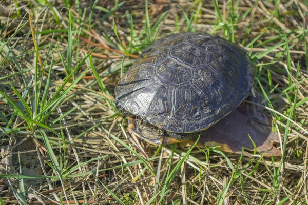 Европейская Прудовая Черепаха Закрытое Изображение Молодой Черепахи Зеленой Весенней Траве — стоковое фото