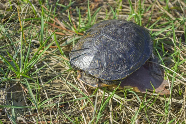 Tortuga Europea Estanques Imagen Cercana Una Tortuga Joven Hierba Verde — Foto de Stock