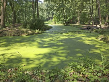 Yeşil orman gölü ördek otuyla kaplanmış. Bataklığın güzel yaz manzarası.