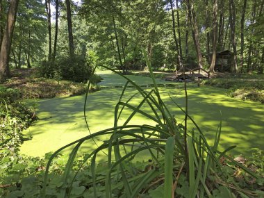 Yeşil orman gölü ördek otuyla kaplanmış. Bataklığın güzel yaz manzarası.