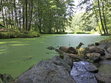 Yeşil orman gölü ördek otuyla kaplanmış. Önünde taşlar olan bataklığın güzel yaz manzarası.
