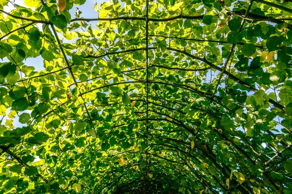 Тропинка, усеянная зелеными листьями — стоковое фото