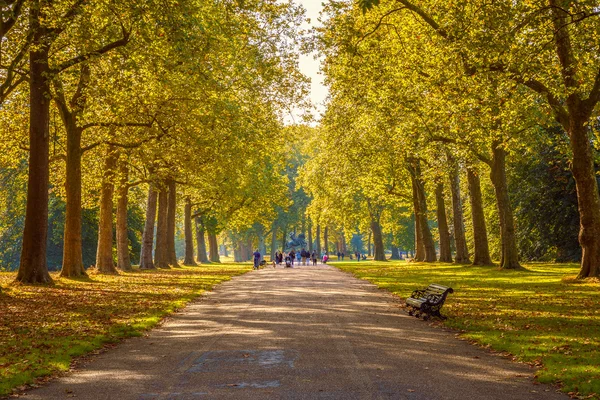 Tree Lined Street in Hyde Park — Stock Photo, Image