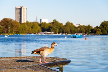 Hyde Park'ta Mısır kaz