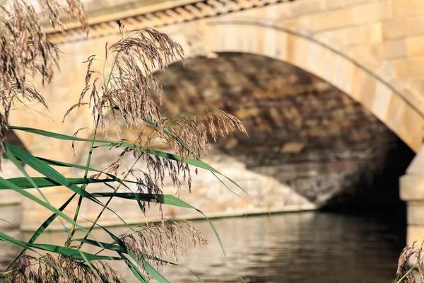 Reeds seco com ponte Serpentine no fundo — Fotografia de Stock