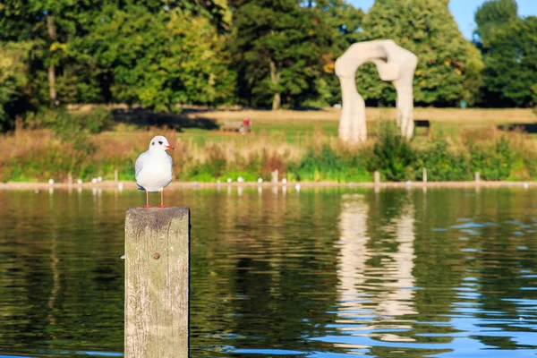 Gull Perching em um posto de madeira no Hyde Park — Fotografia de Stock