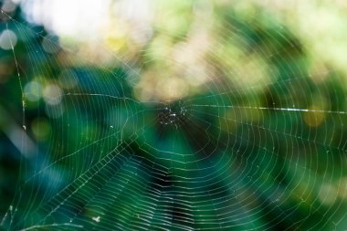 Örümcek ağı yeşil bir arka plana dayanır