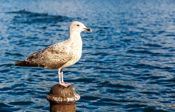Gull Perching on A Post in Hyde Park — Stock Photo, Image