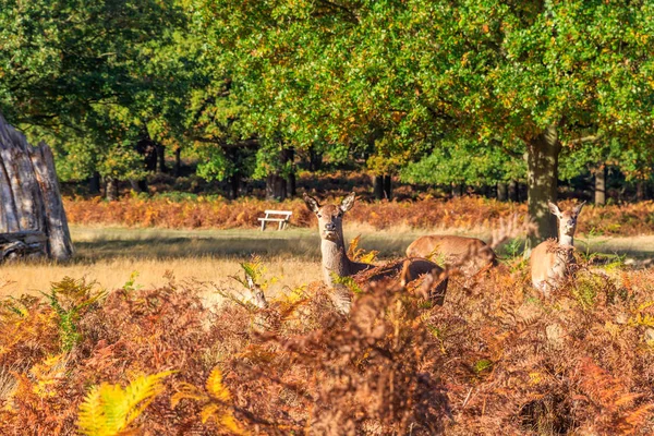 Red Deers in Richmond Park — Stock Photo, Image