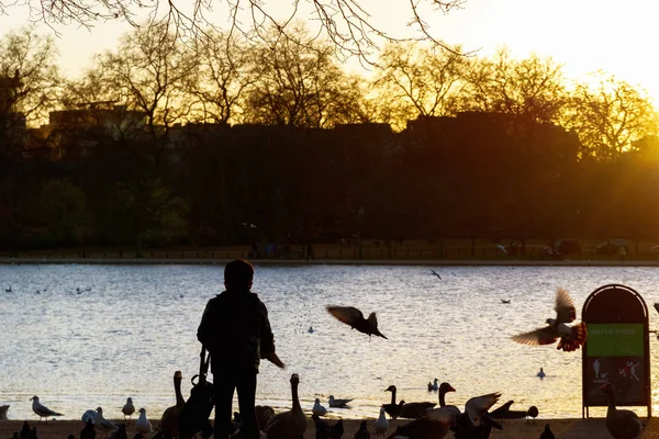 Silhueta de uma criança alimentando pássaros em Hyde Park — Fotografia de Stock