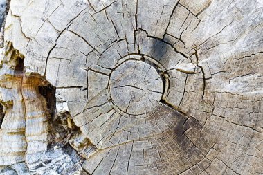 Doku çürümüş ağaç halkaları