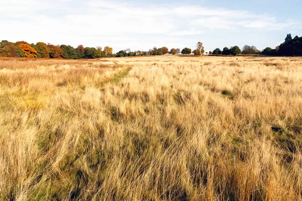 Richmond Park, Londra kuru otlaklar — Stok fotoğraf