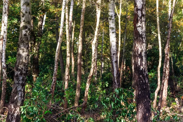 Bosques em Richmond Park — Fotografia de Stock