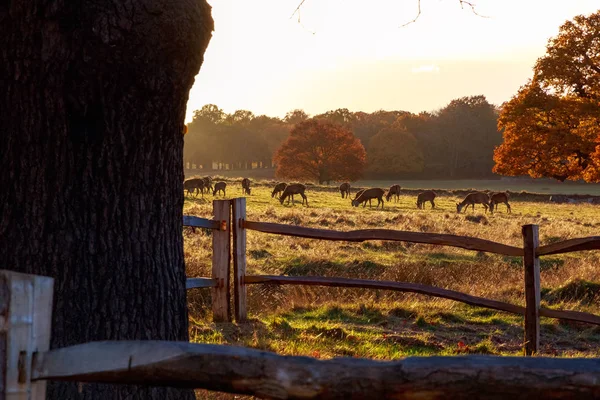 Damherten in Richmond Park — Stockfoto