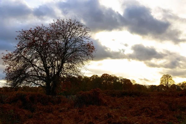 Jesienią sceny w Richmond Park Londyn — Zdjęcie stockowe