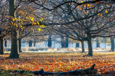 Richmond Park ormanda