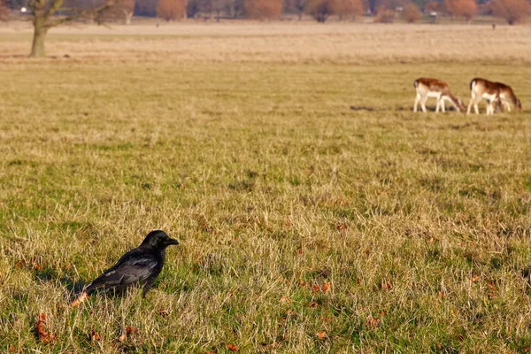 Carrion crow with deer in the background — Stock Photo, Image