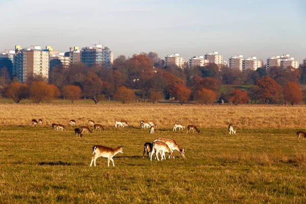 Ciervos en Richmond Park — Foto de Stock