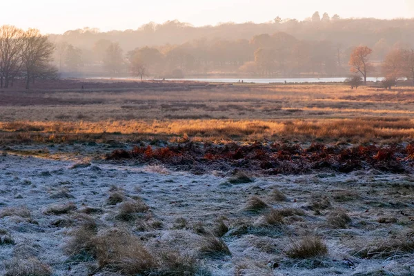 Frosty landscape in Richmond Park — Stock Photo, Image