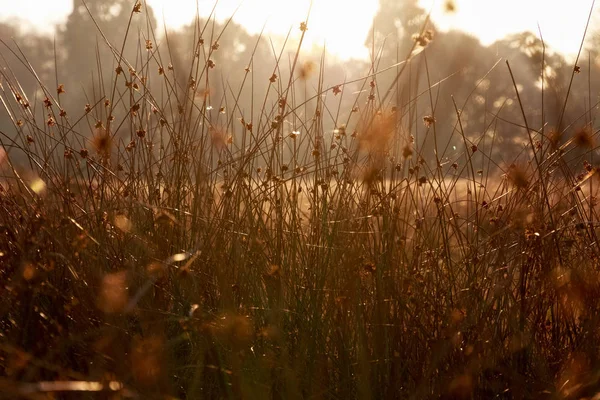 Hastes grossas de grama em luz solar dourada — Fotografia de Stock