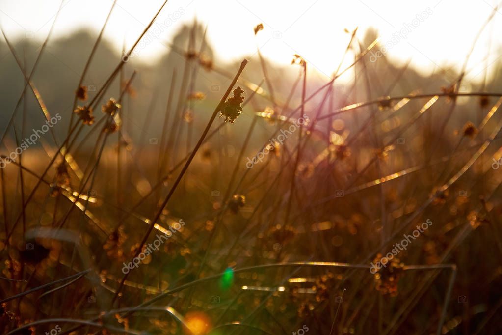 Thick stems of grass in golden sunlight 