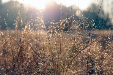 Altın güneş ışığı altında Kuru ot