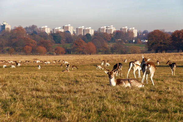 Ciervos en Richmond Park — Foto de Stock