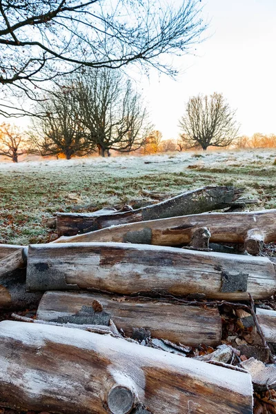 Frosty woods in Richmond Park — Stock Photo, Image