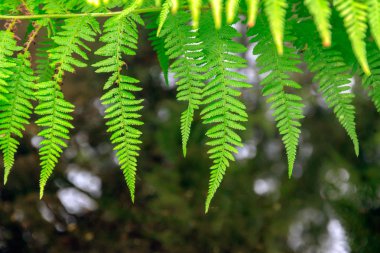 Isabella Plantation, Richmond Park, Londra'nın hassas eğreltiotu yaprakları