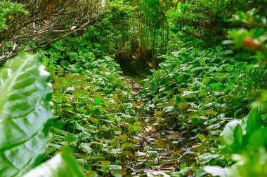 Isabella Plantation, Richmond Park, Londra akan küçük akarsu 
