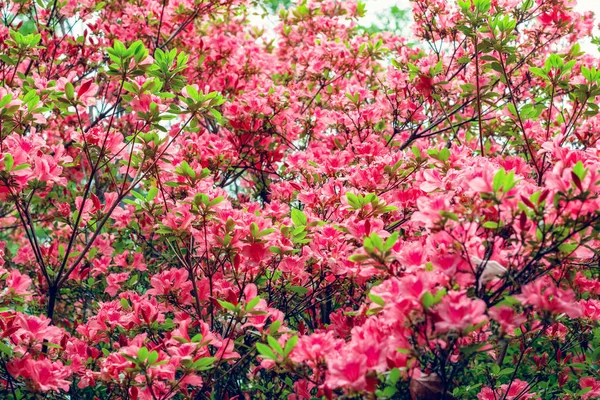 Wiosenne kwiaty w Isabella plantacji, Richmond Park, Londyn — Zdjęcie stockowe