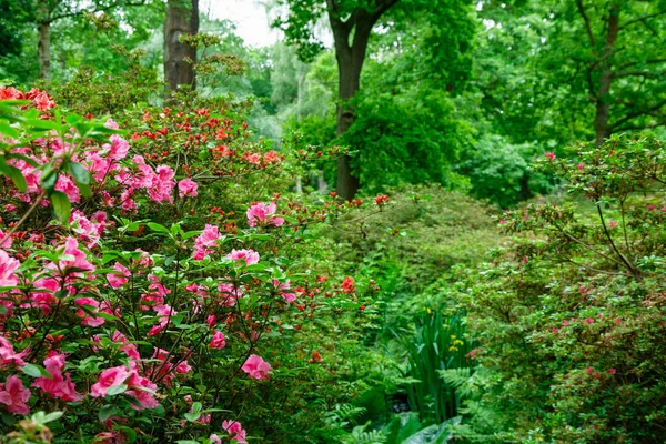 Fiori primaverili Isabella Plantation, Richmond Park, Londra — Foto Stock