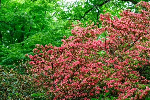 Traditioneller japanischer Garten. — Stockfoto © innervision #158485422