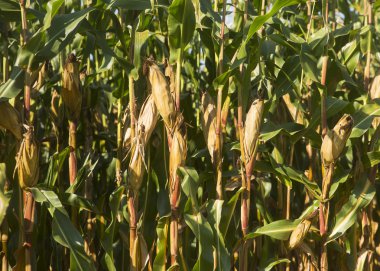 Mısır tarlasında Slovenya