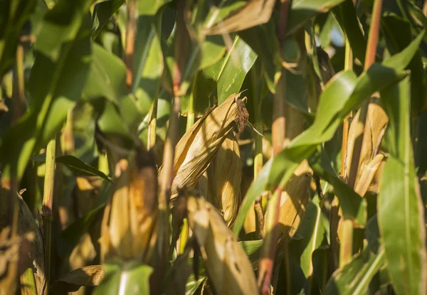 玉米田在斯洛文尼亚 — 图库照片