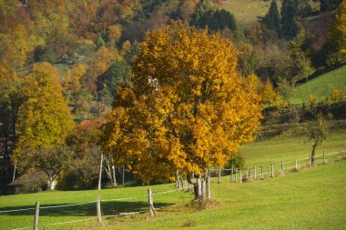 Tuhinj valley in Slovenia clipart