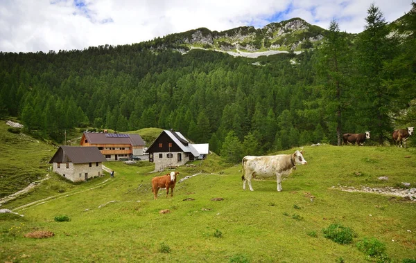 Mahalle Dağlar Slovenya Dağda Pokljuka Üzerinden Görüntülemek — Stok fotoğraf