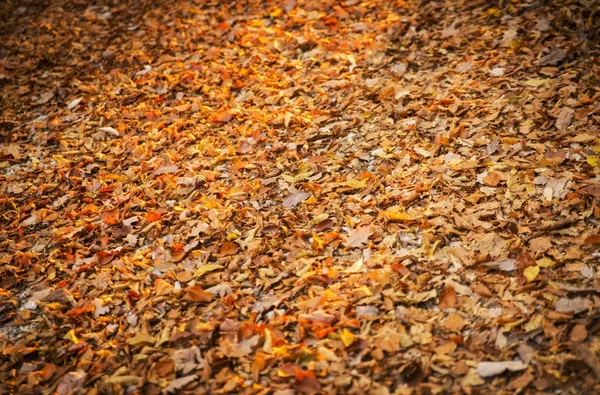 Jesienna Scena Dolinie Tuhinj Centralnej Części Słowenii — Zdjęcie stockowe