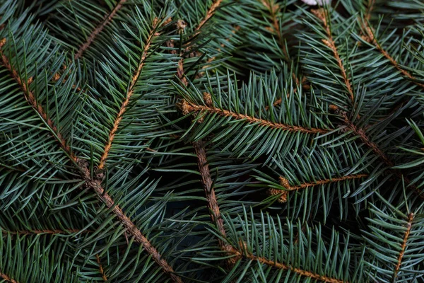 Ahşap ışıkları ağaç ve ışıltı bokeh xmas ile Noel arka plan arka plan bez. Neşeli Noel kartı. Kış tatil Tema. Yeni Yılınız Kutlu Olsun. Metin için yer. İyi Bayramlar