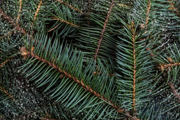 Fondo de Navidad con árbol de Navidad y luces bokeh chispa sobre fondo de lona de madera. Feliz tarjeta de Navidad. Tema de vacaciones de invierno. Feliz Año Nuevo. Espacio para el texto. Felices Fiestas —  Fotos de Stock